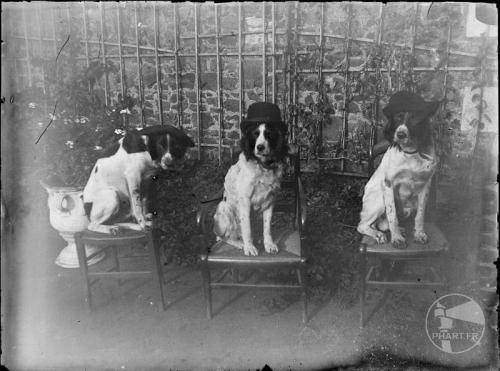 Saint-Quay-Portrieux - Les 3 chiens